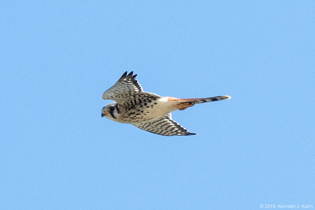 kestrel-06.jpg