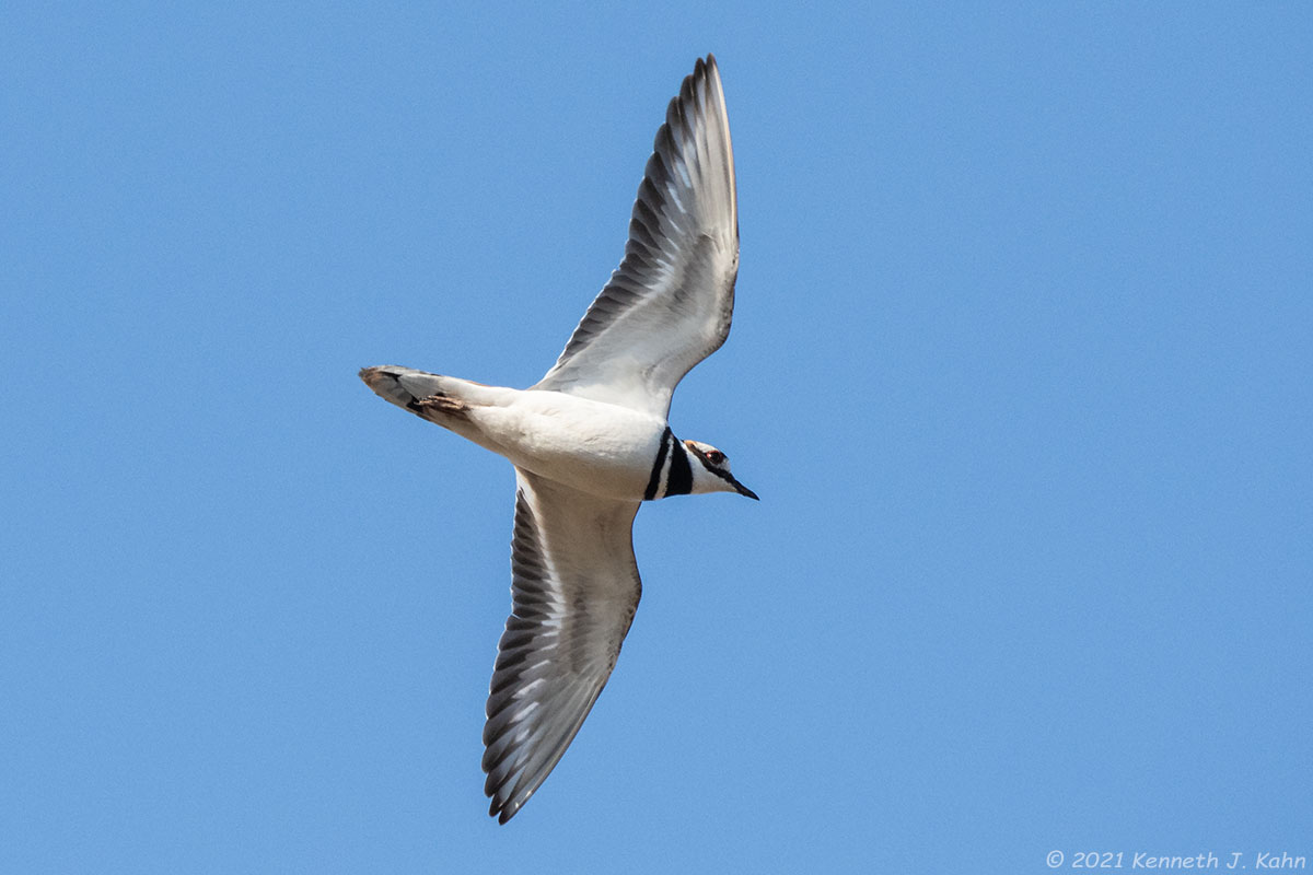 killdeer-10.jpg