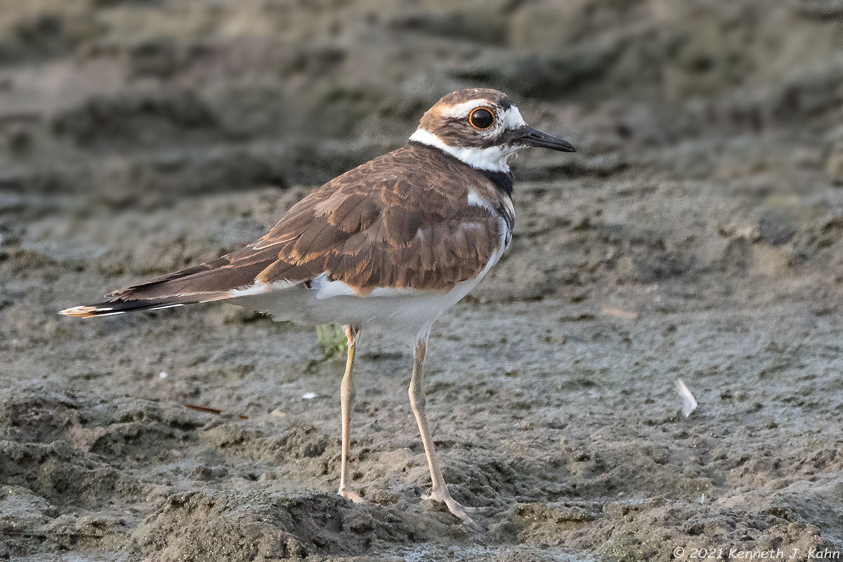 killdeer-11.jpg