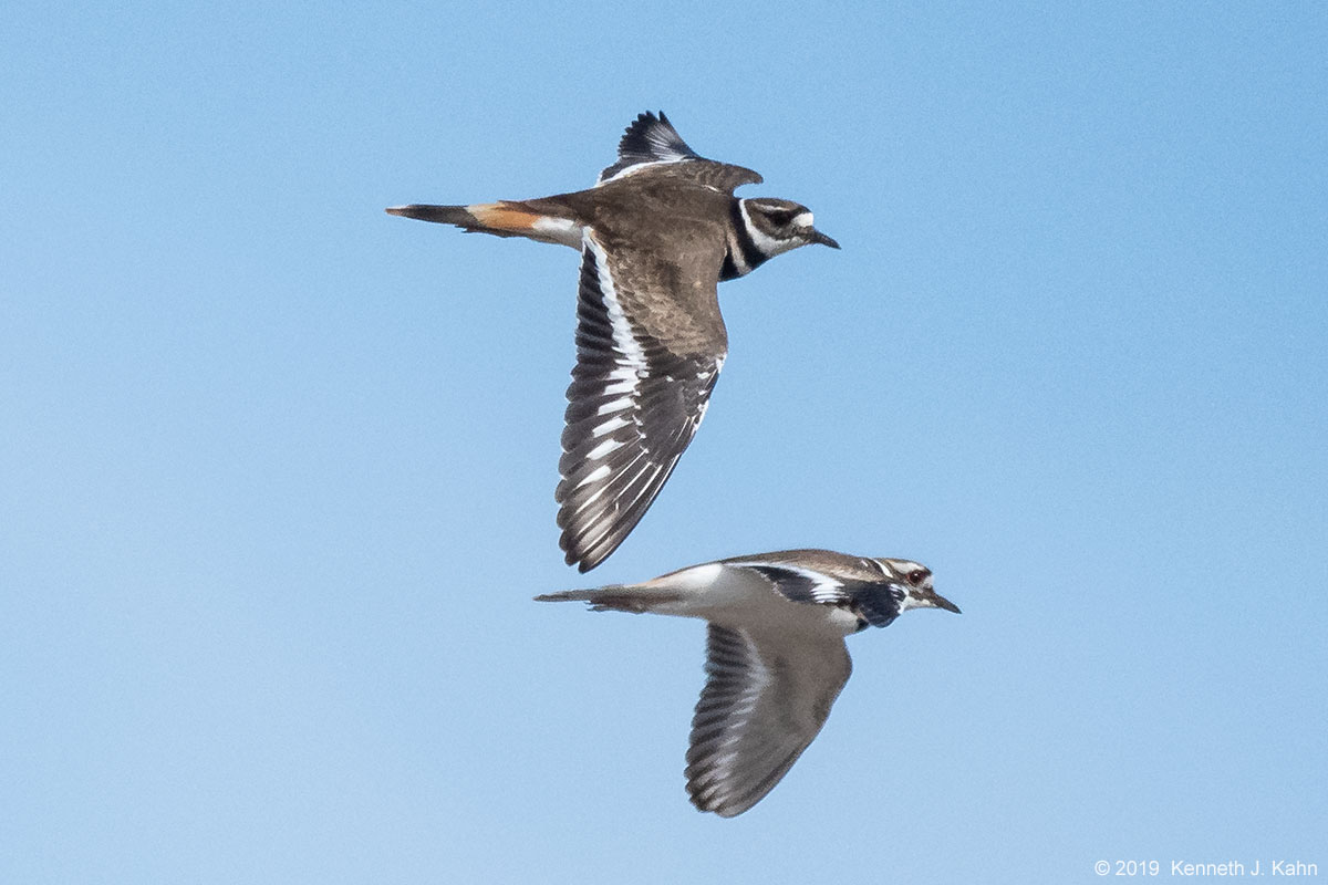 killdeer-5.jpg