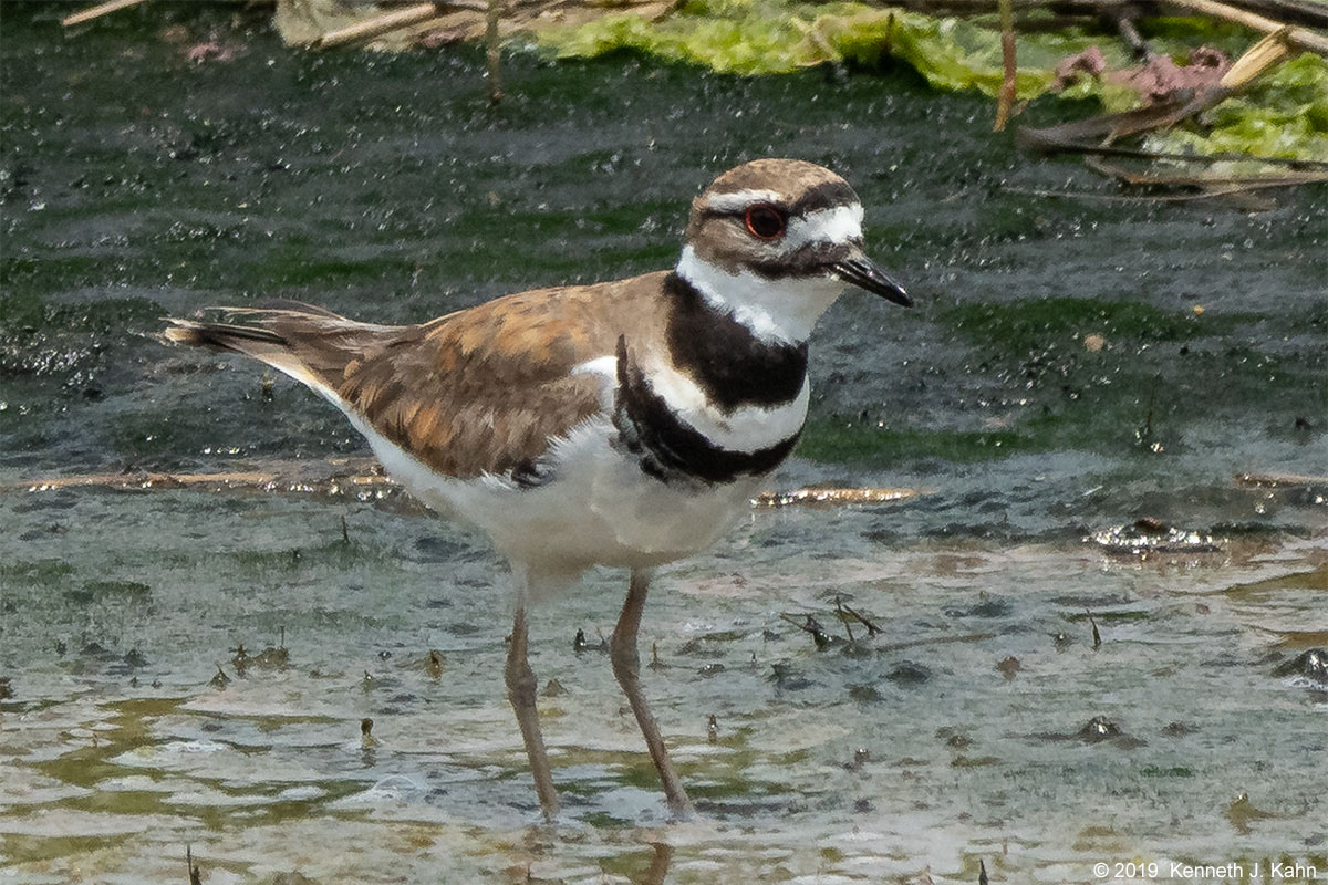 killdeer-6.jpg