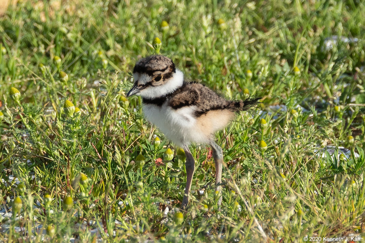 killdeer-7.jpg