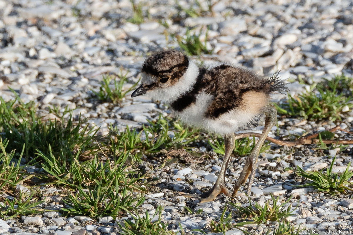 killdeer-8.jpg