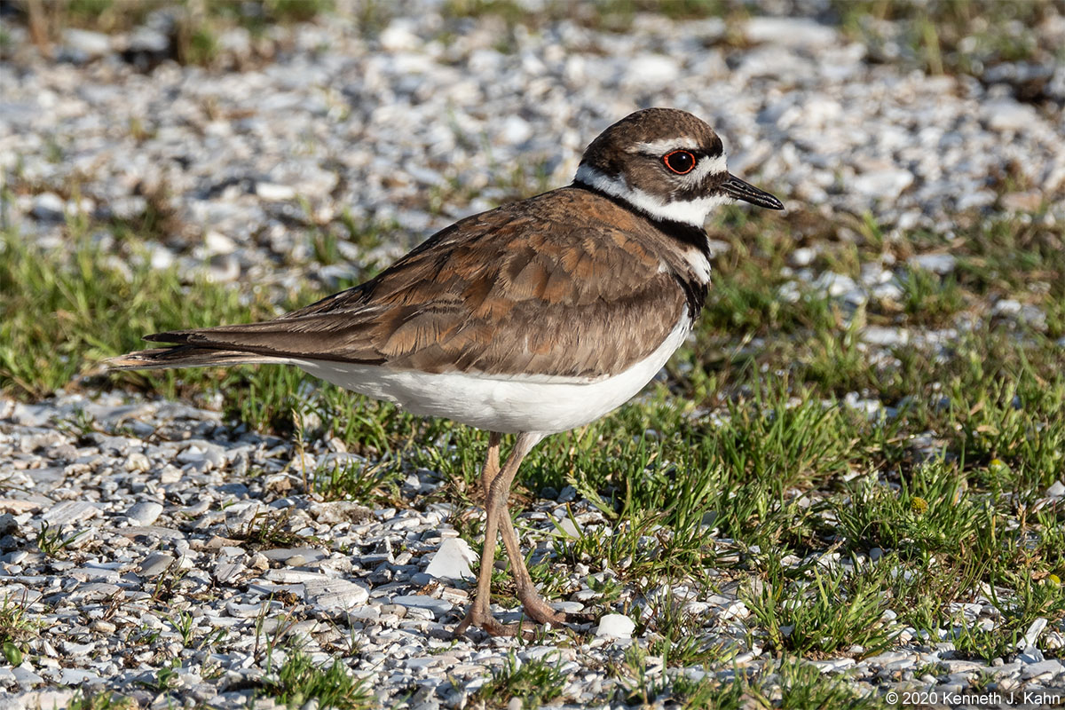 killdeer-9.jpg