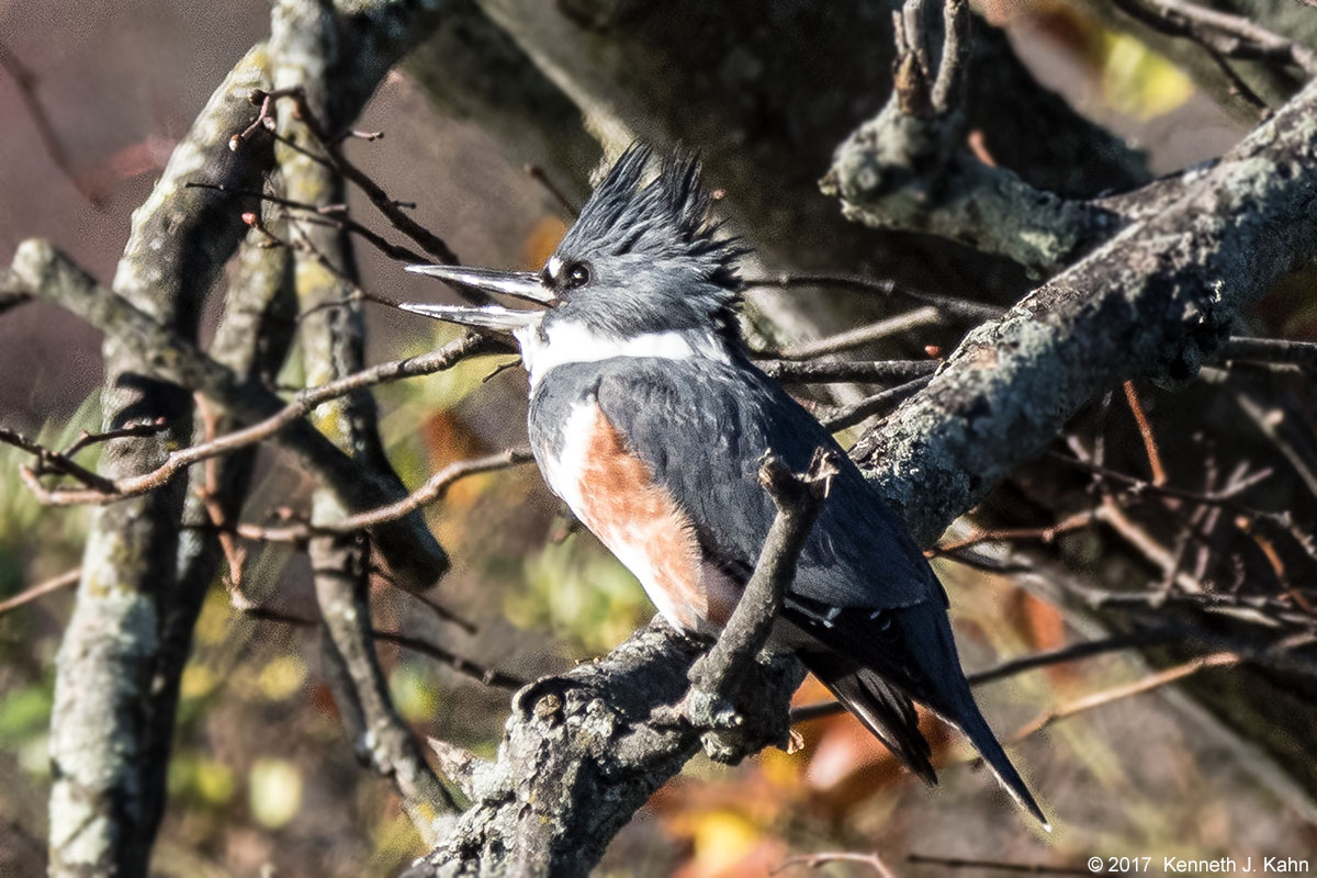 kingfisher-3.jpg