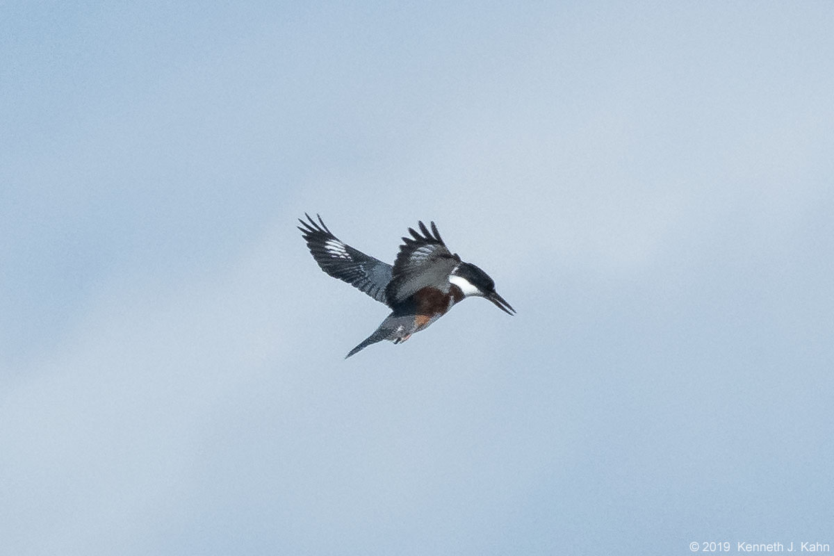 kingfisher-4.jpg