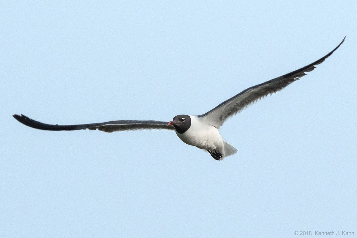 l_gull-4.jpg