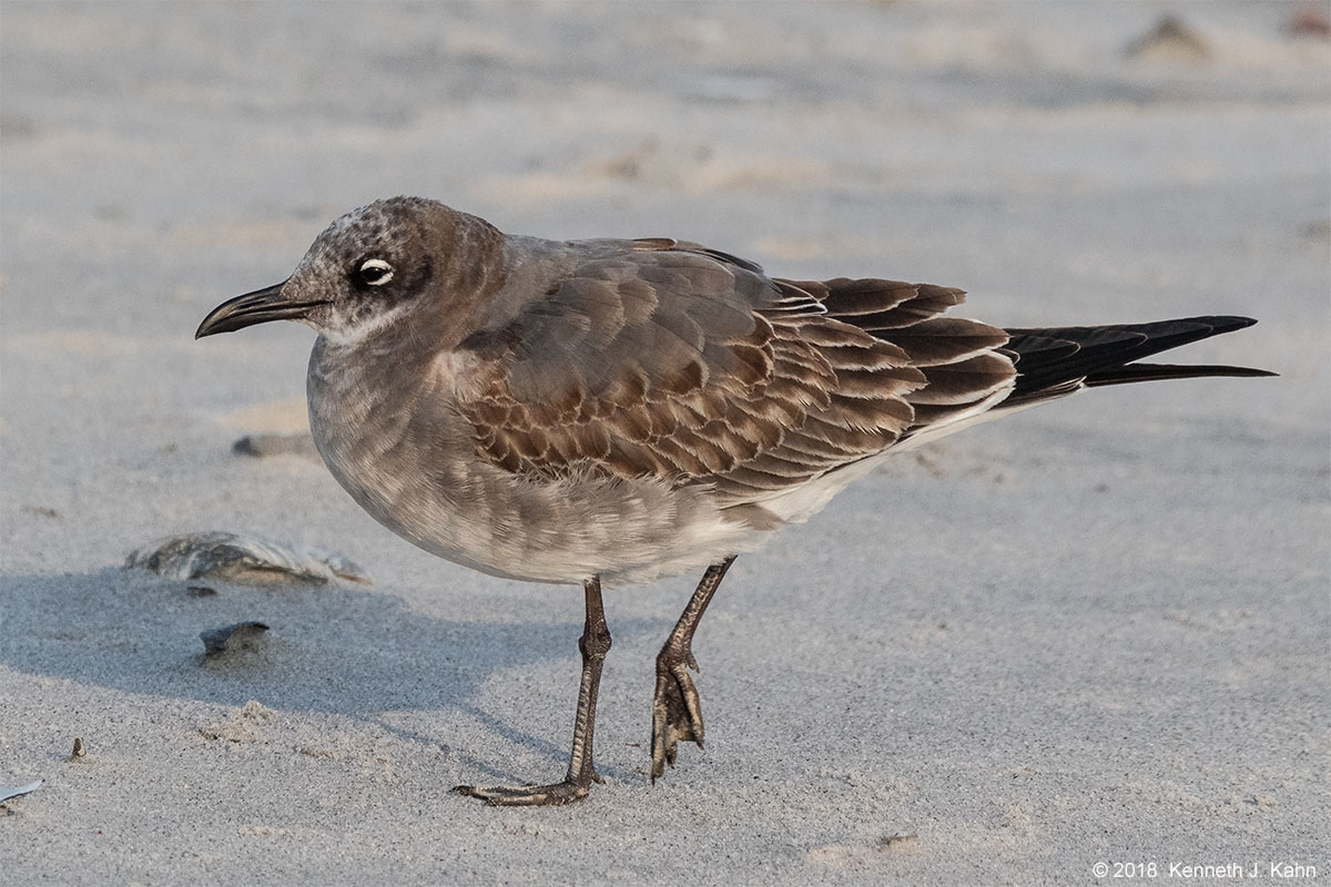 l_gull-5.jpg
