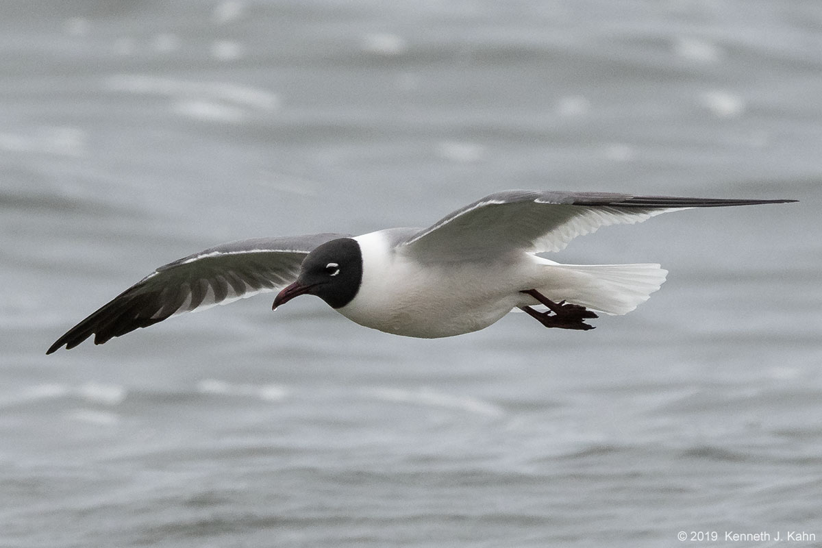 l_gull-7.jpg