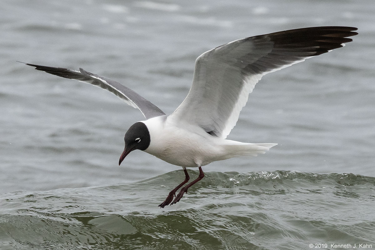 l_gull-8.jpg