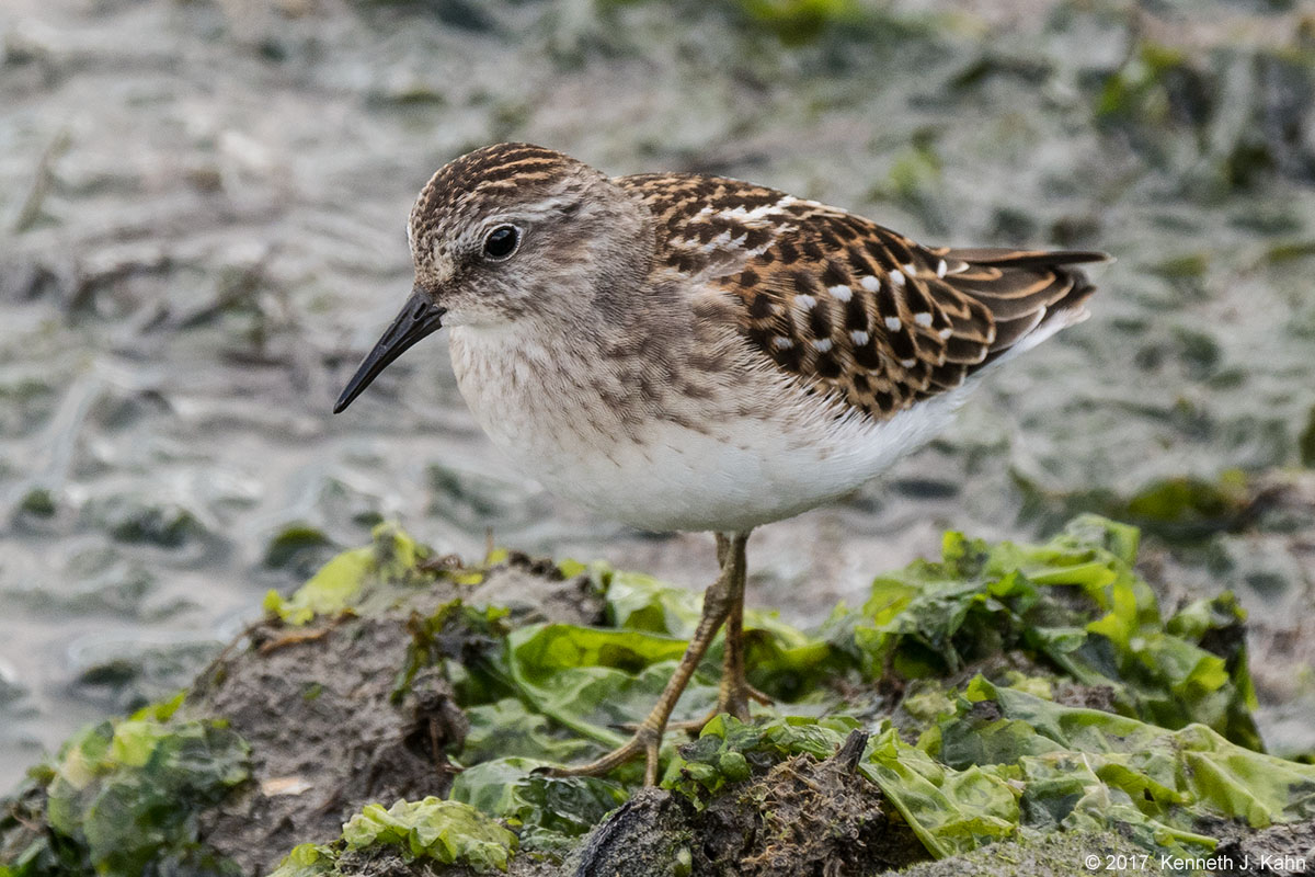 l_sandpiper-2.jpg