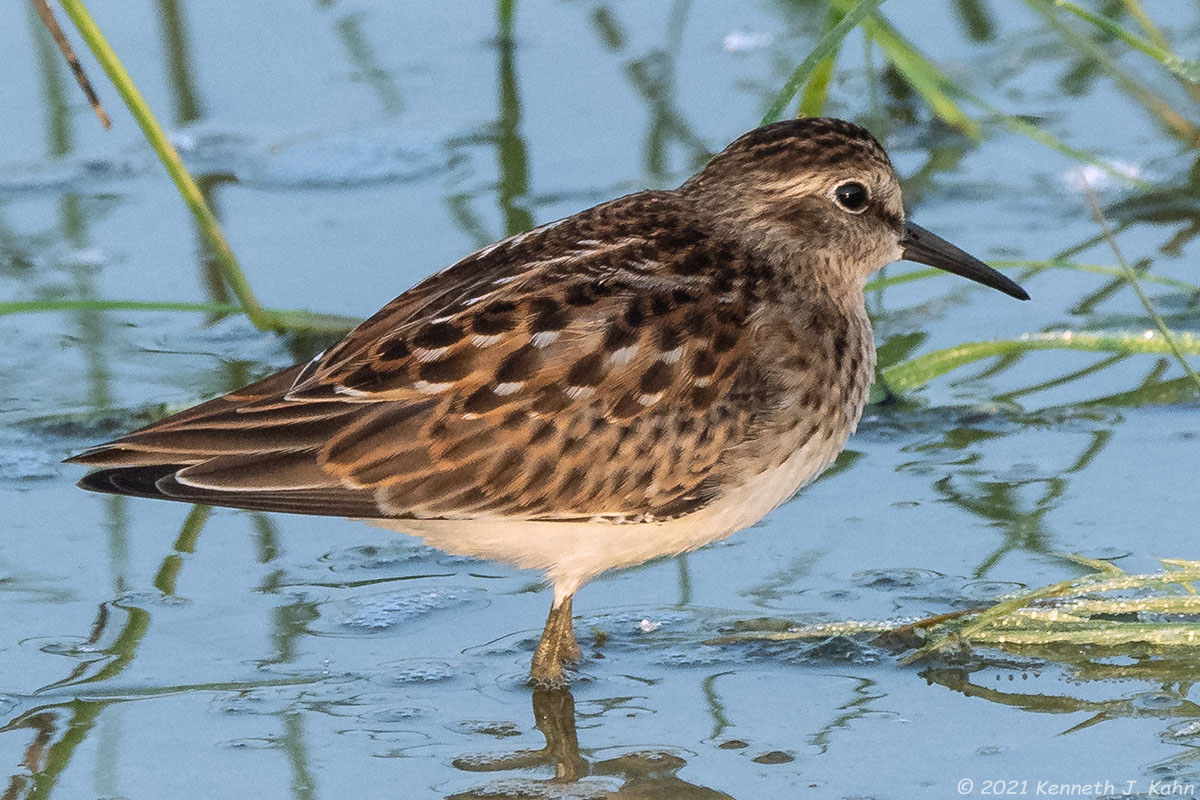 l_sandpiper-6.jpg
