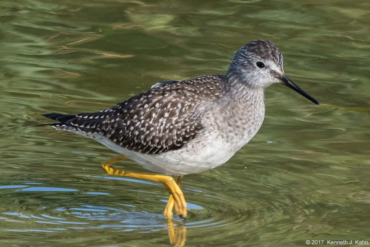 l_yellowlegs-1.jpg