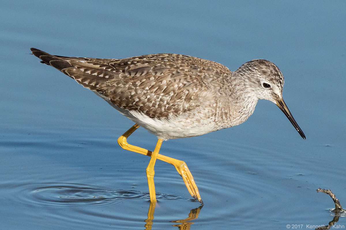 l_yellowlegs-2.jpg