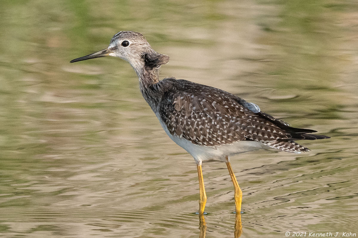 l_yellowlegs-6.jpg