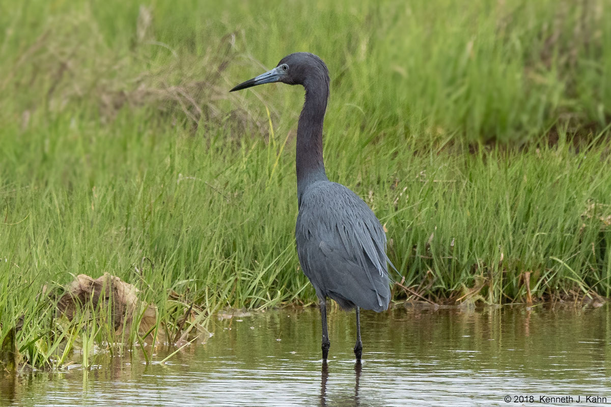 lb_heron-01.jpg