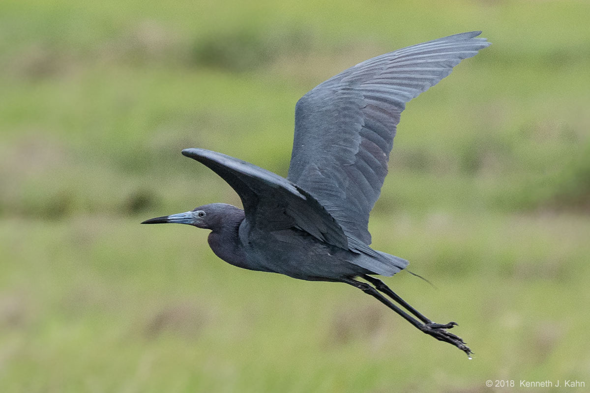 lb_heron-02.jpg