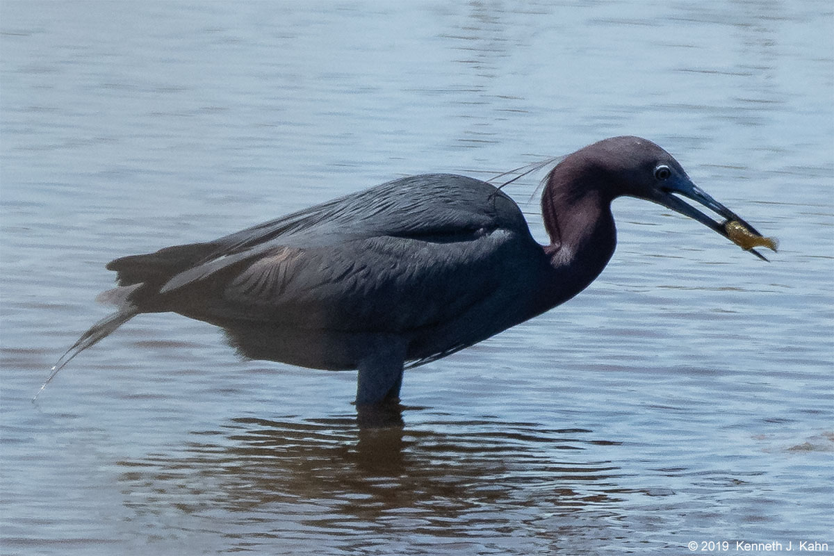 lb_heron-04.jpg
