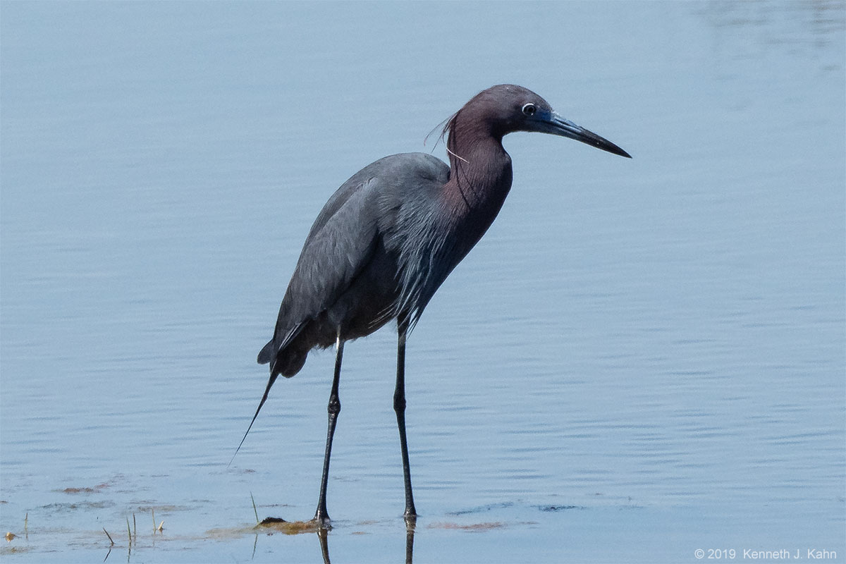 lb_heron-05.jpg