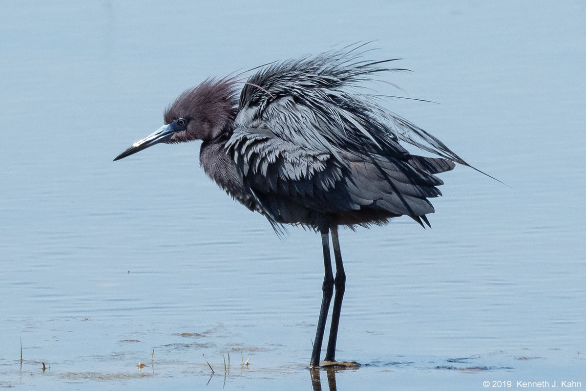 lb_heron-06.jpg
