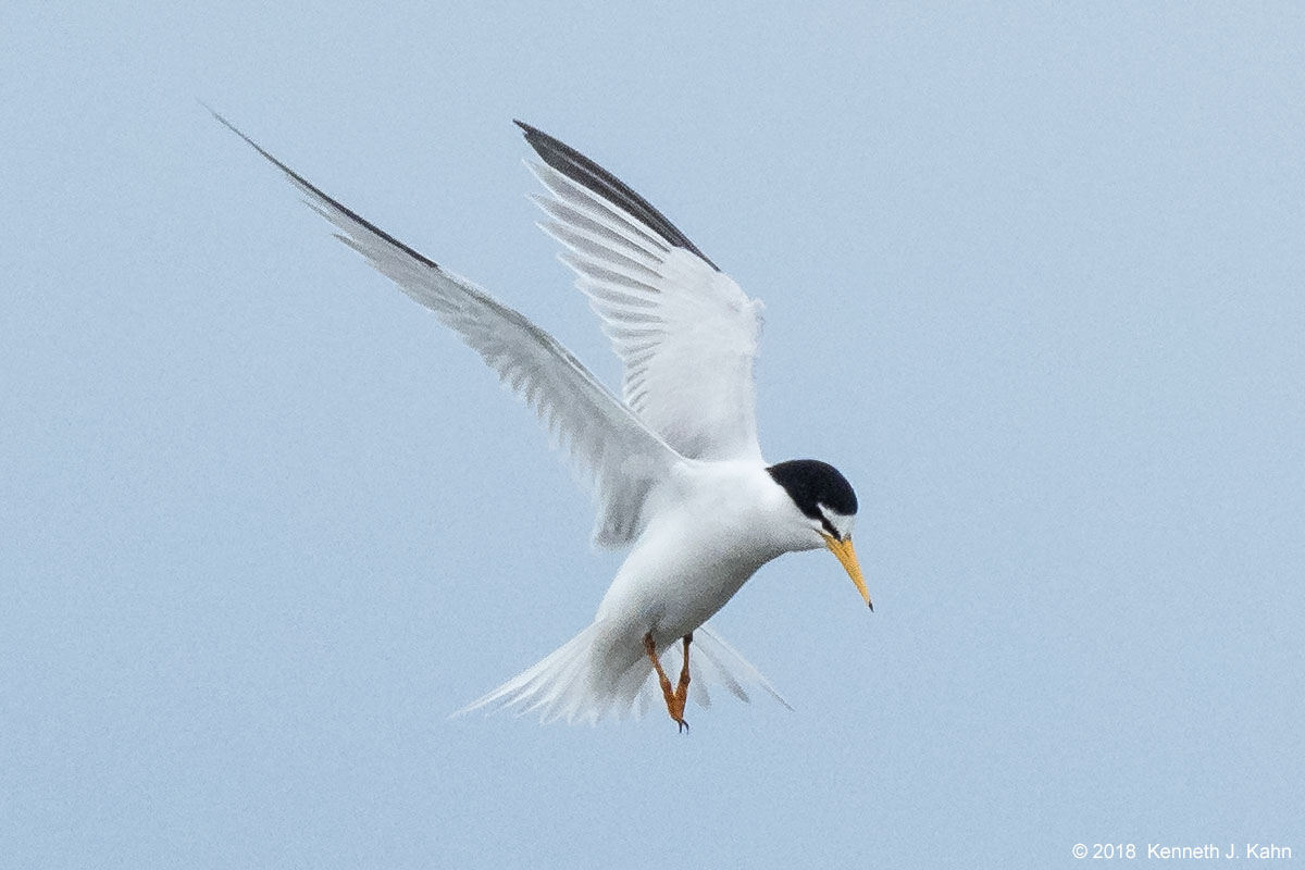 least_tern-03.jpg
