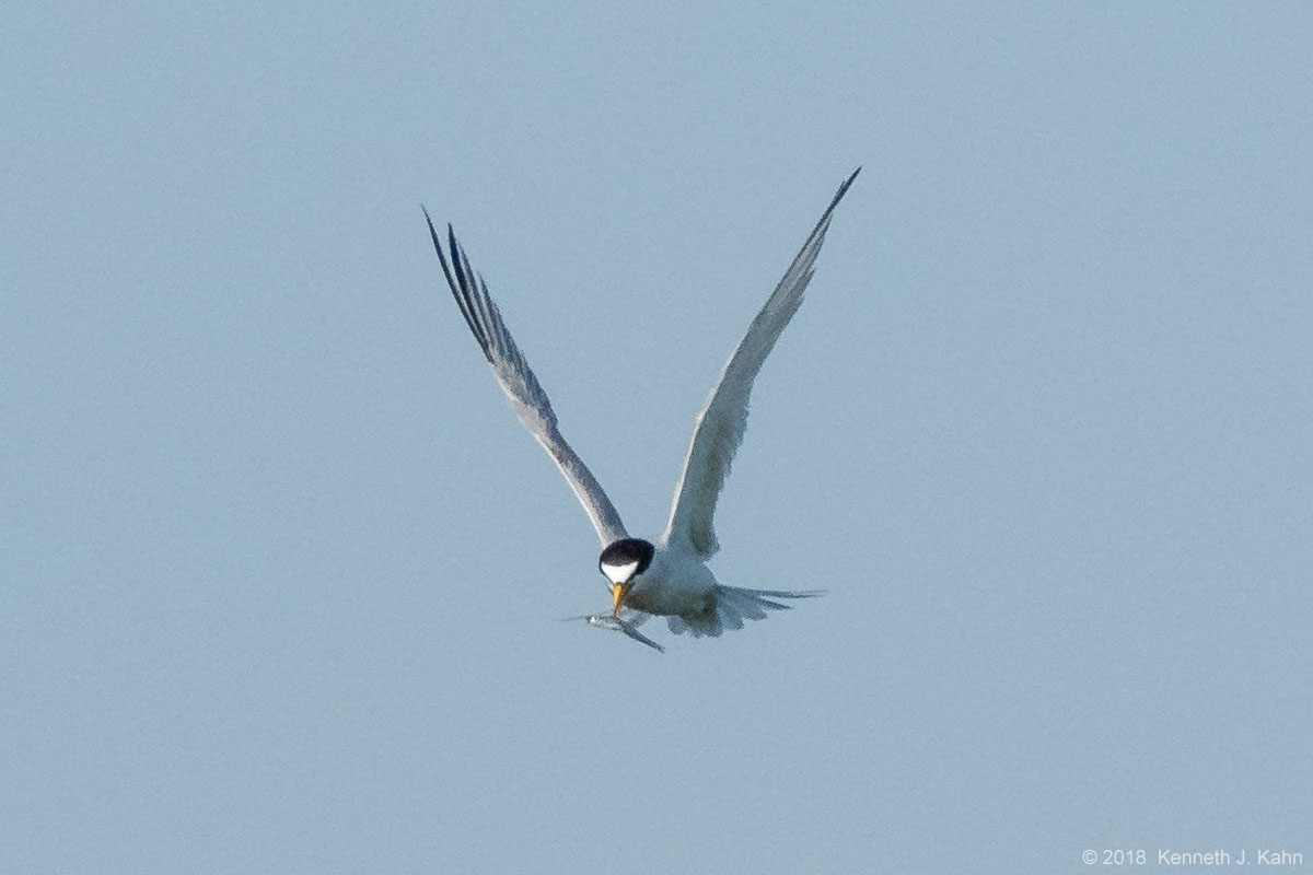 least_tern-04.jpg