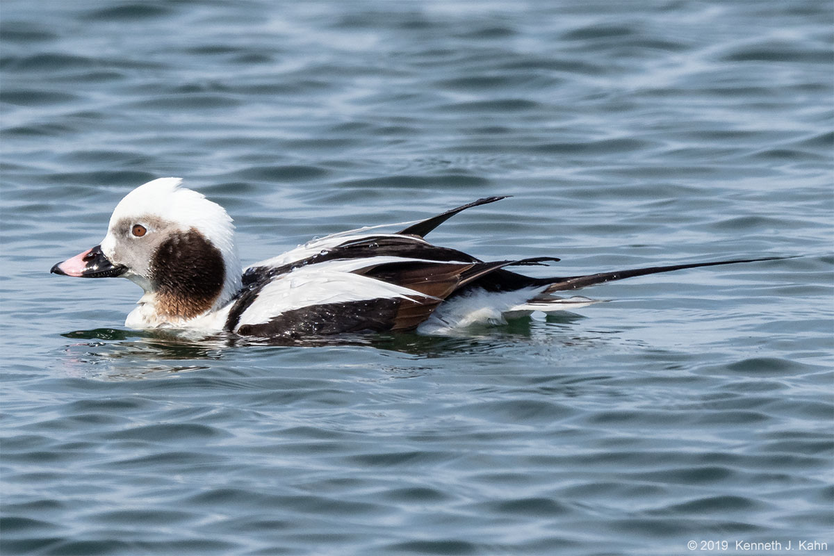 lt_duck-15.jpg