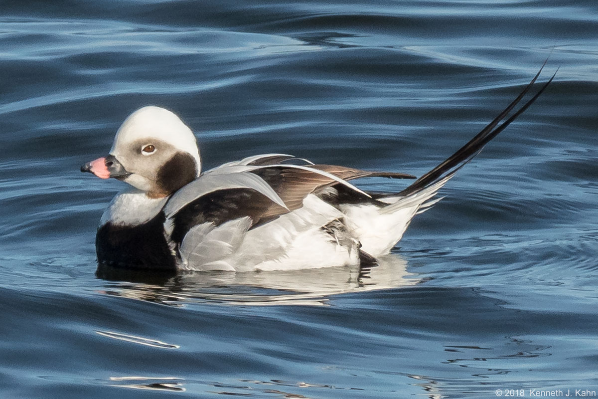 lt_duck-8.jpg