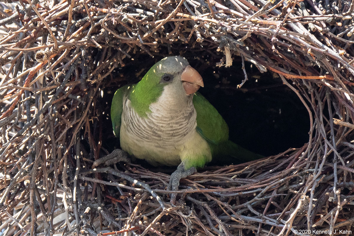 m_parakeet-08.jpg