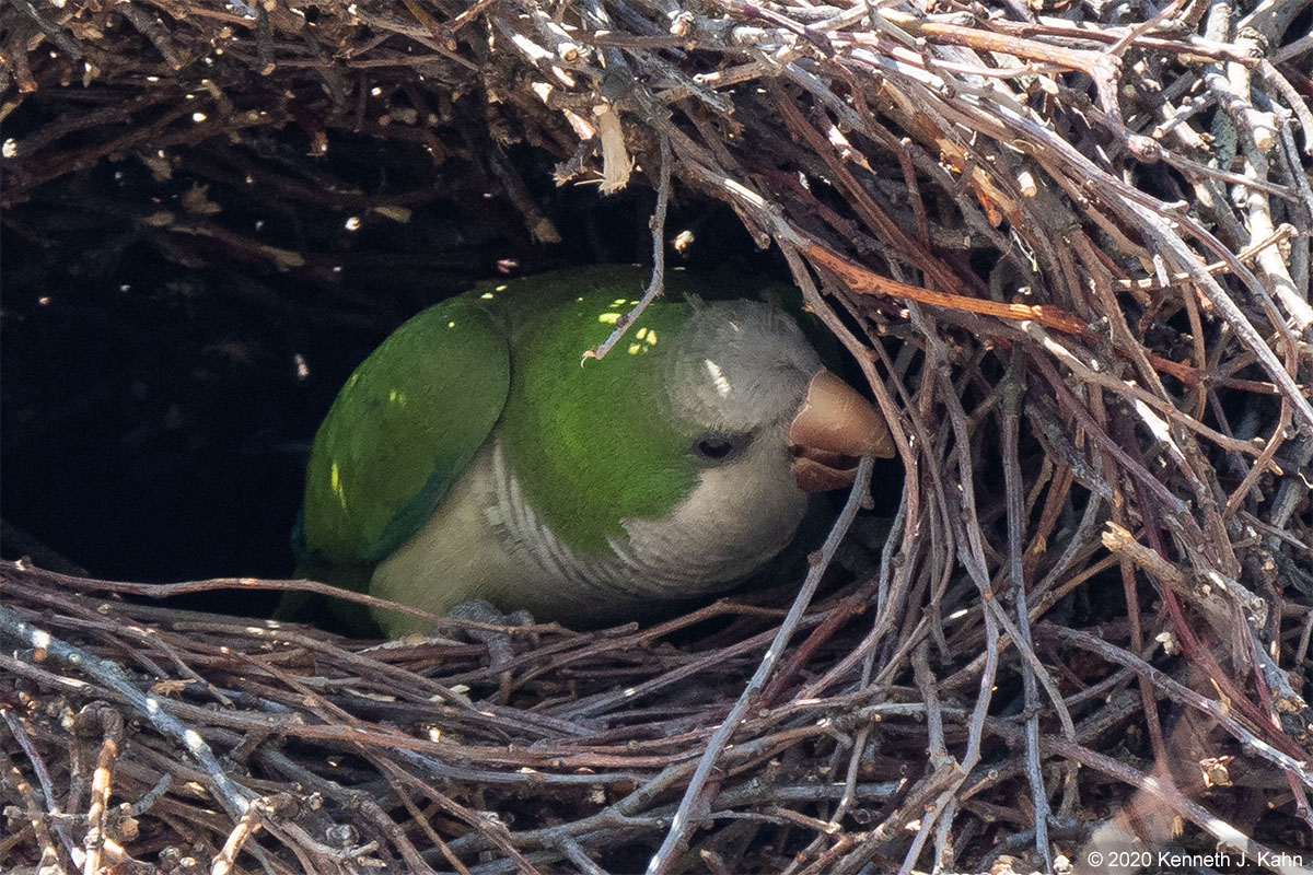 m_parakeet-10.jpg
