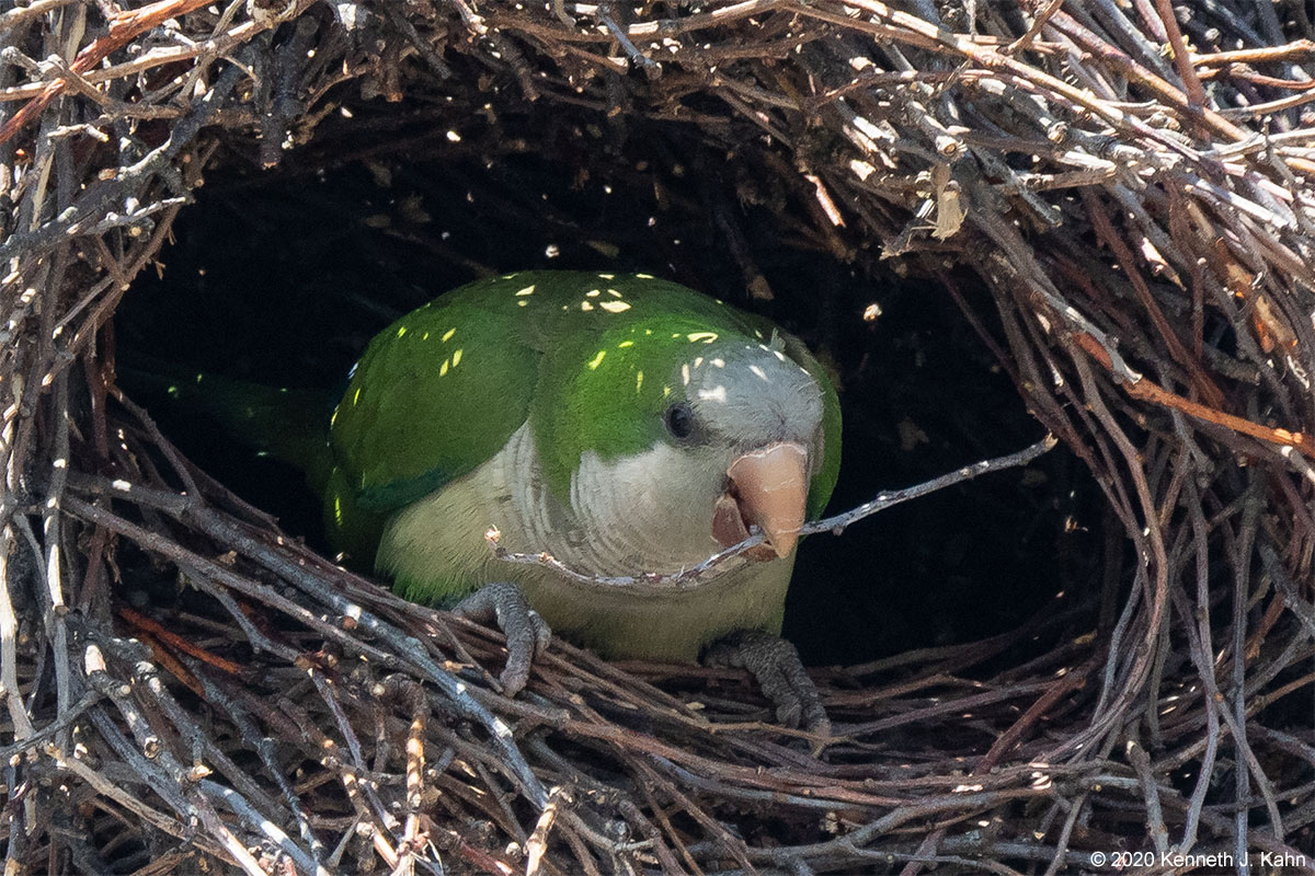 m_parakeet-11.jpg
