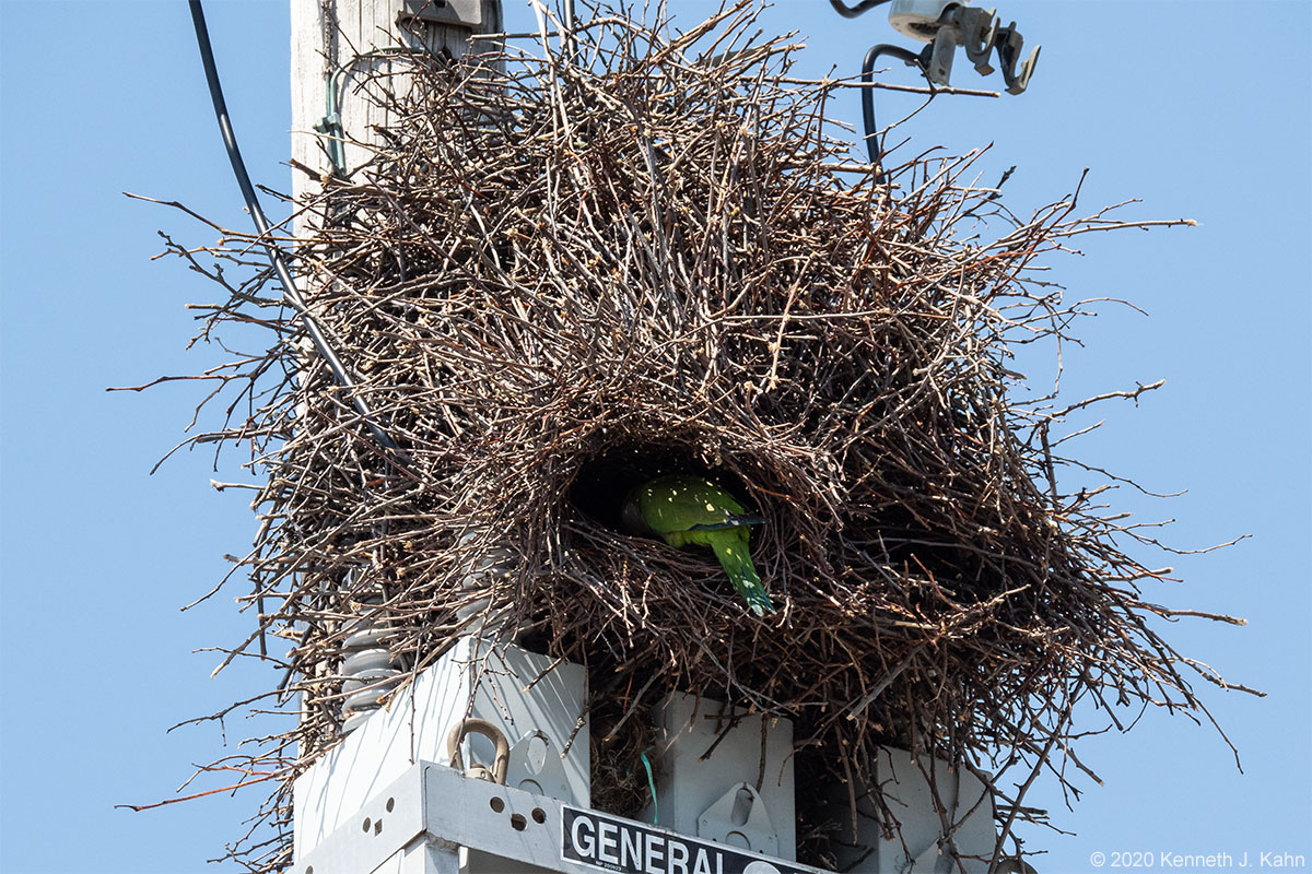 m_parakeet-13.jpg