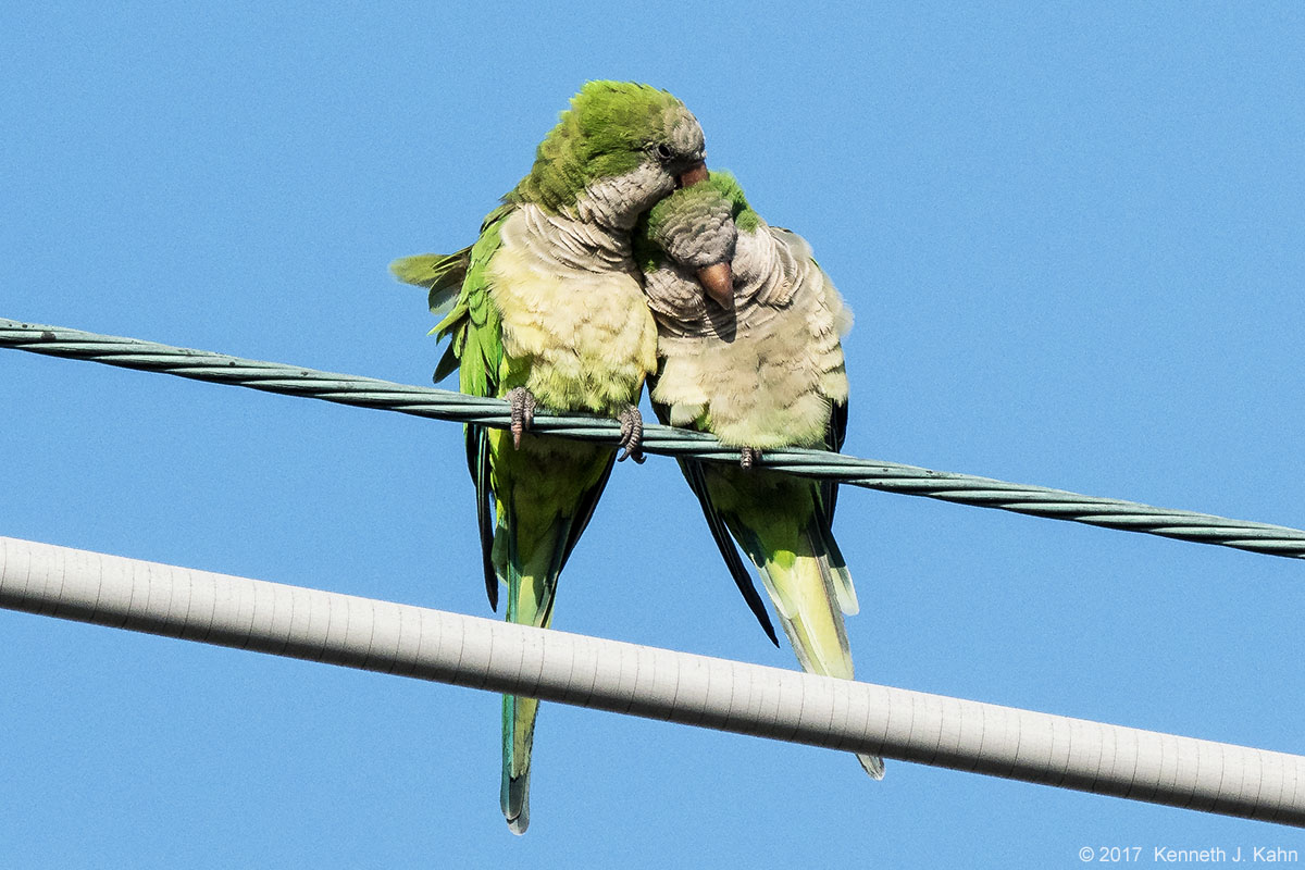 m_parakeet-4.jpg