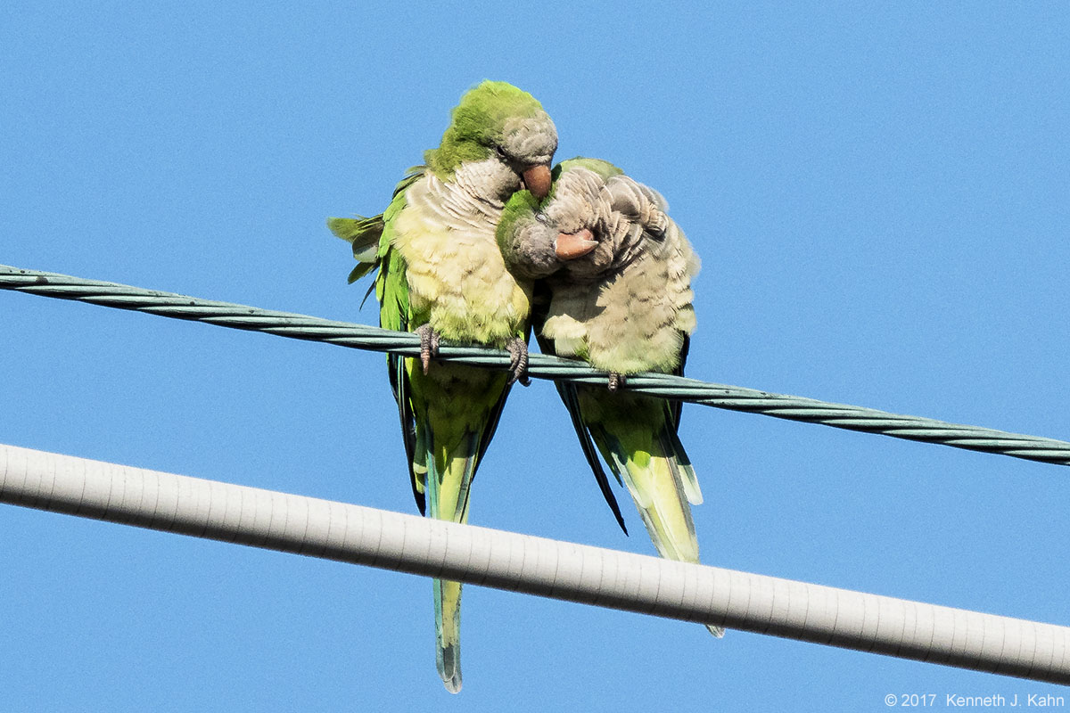 m_parakeet-5.jpg