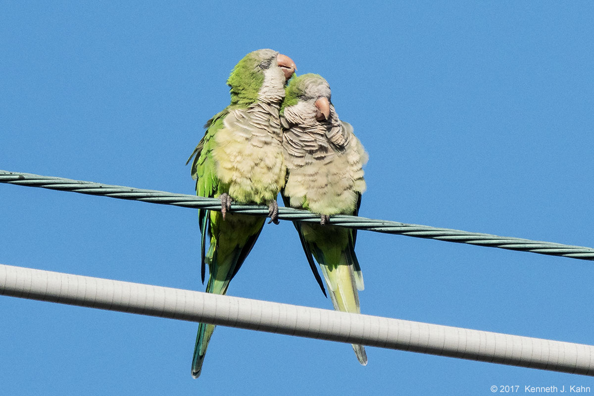 m_parakeet-6.jpg