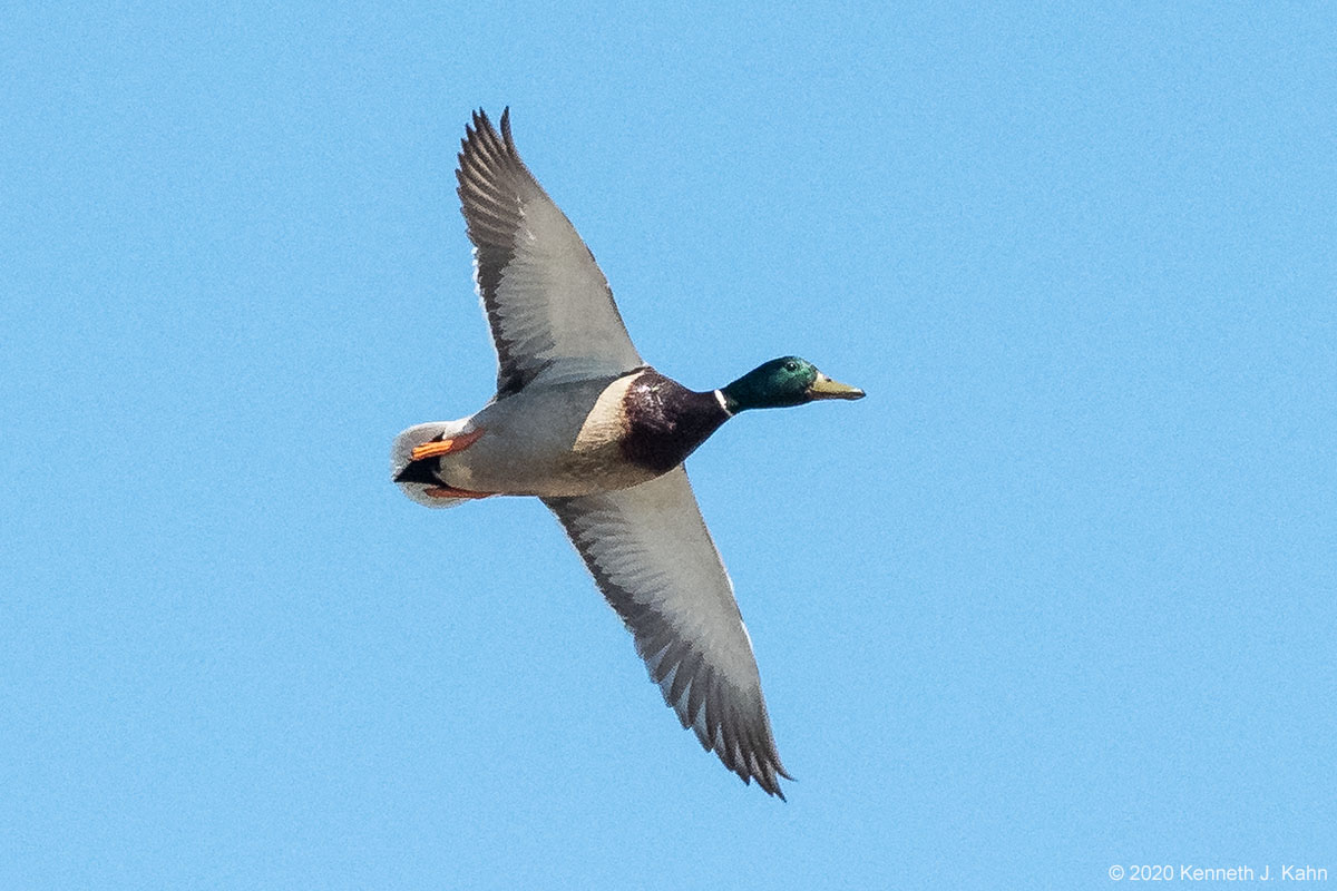 mallard-11.jpg