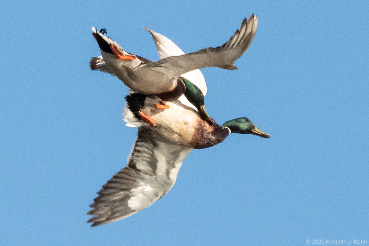 mallards-12.jpg