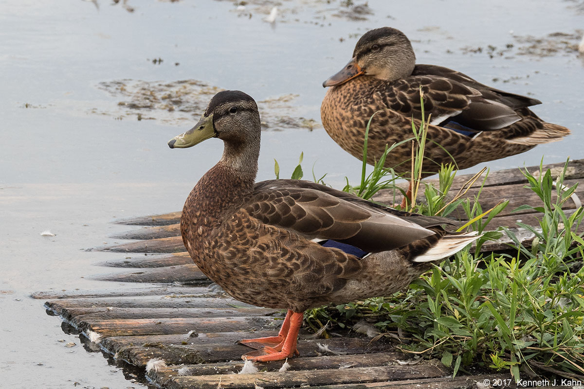 mallards-4.jpg