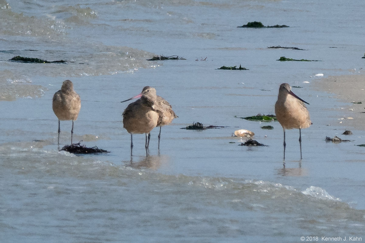 marbled_godwit-01.jpg