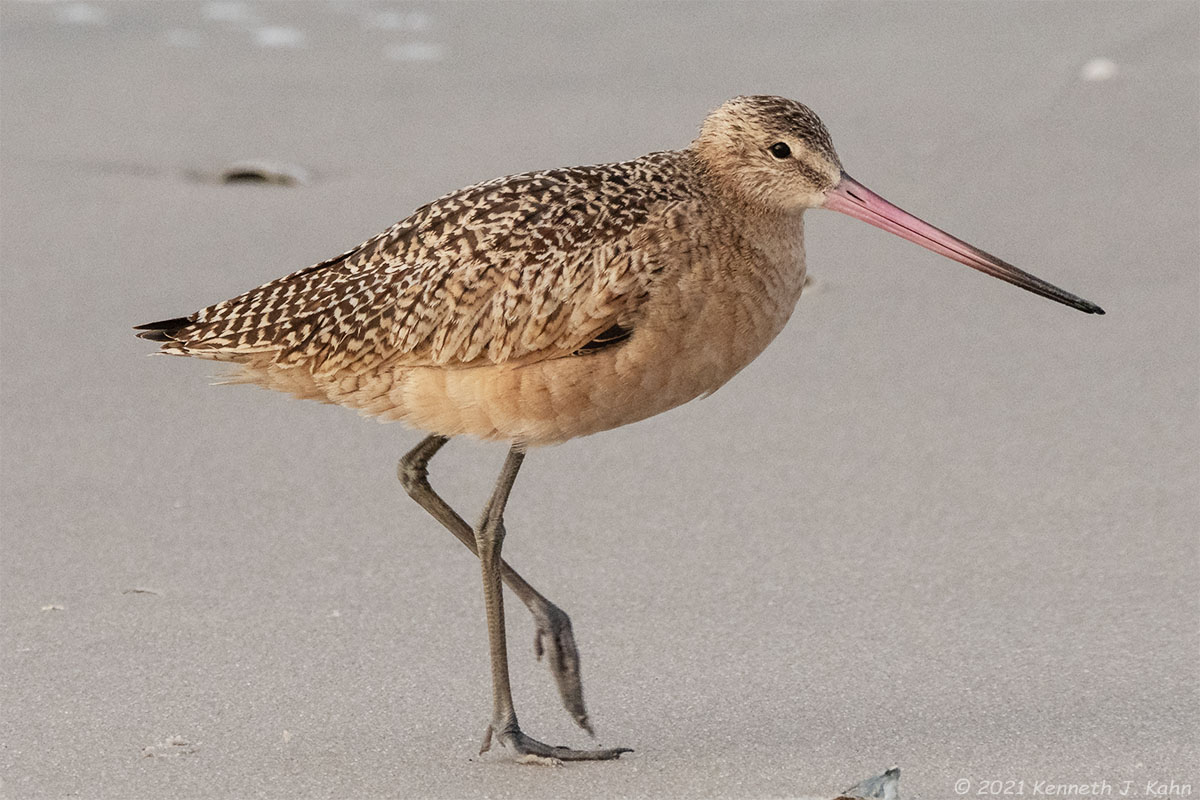 marbled_godwit-07.jpg