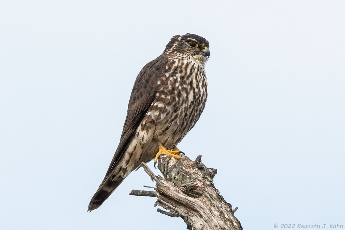 merlin-26.jpg