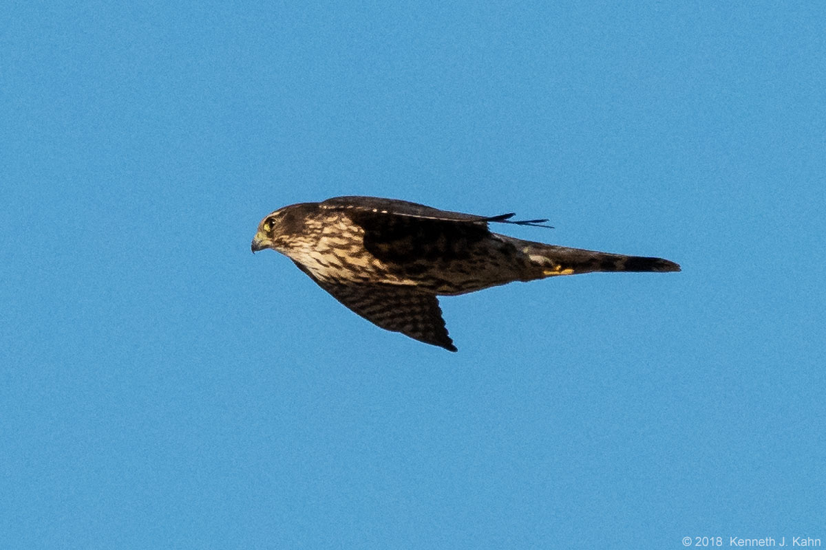 merlin-8.jpg