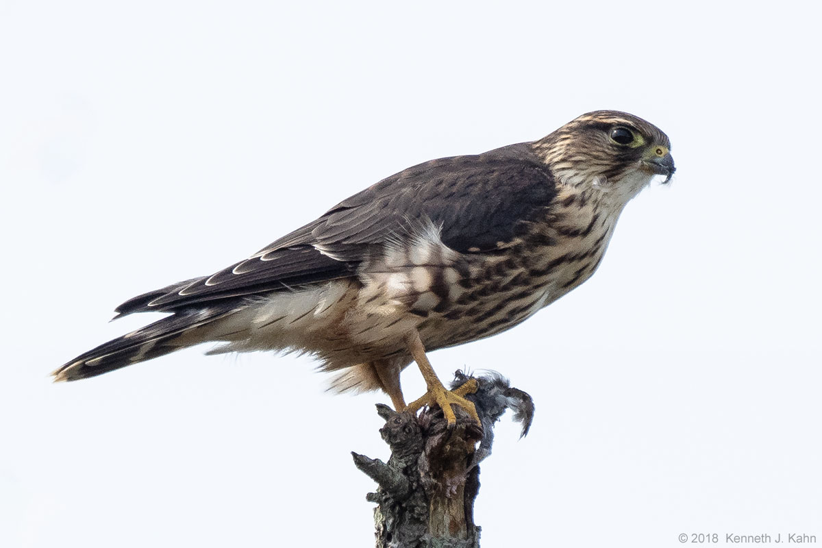 merlin-9.jpg