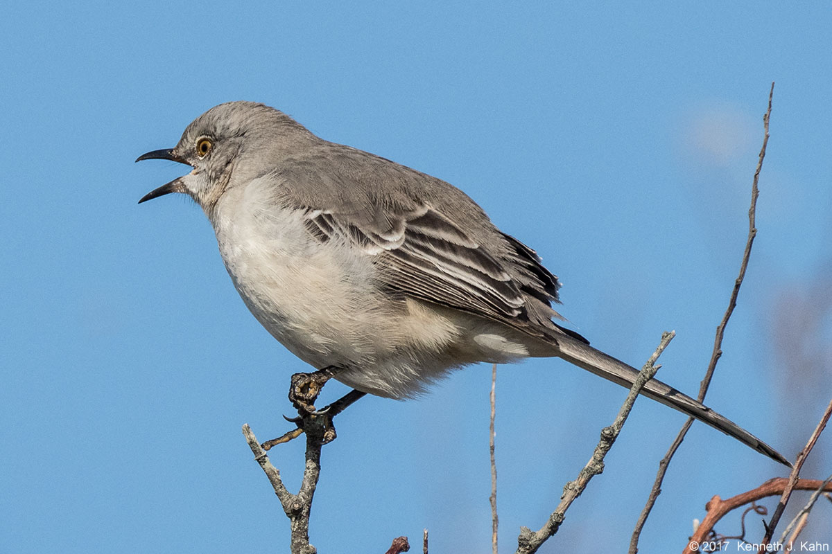 mockingbird-11.jpg