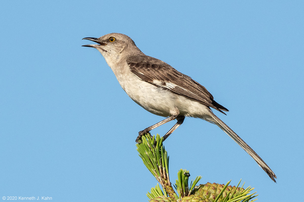 mockingbird-15.jpg