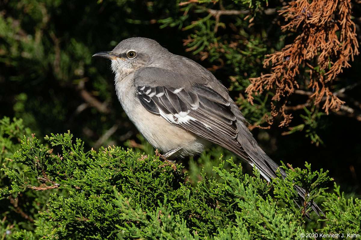 mockingbird-17.jpg