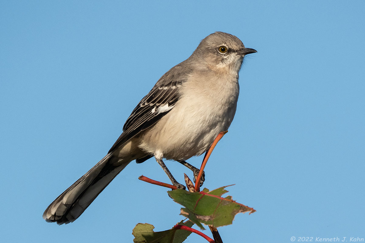mockingbird-19.jpg