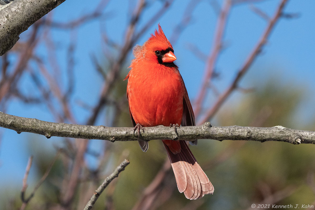 n_cardinal-10.jpg