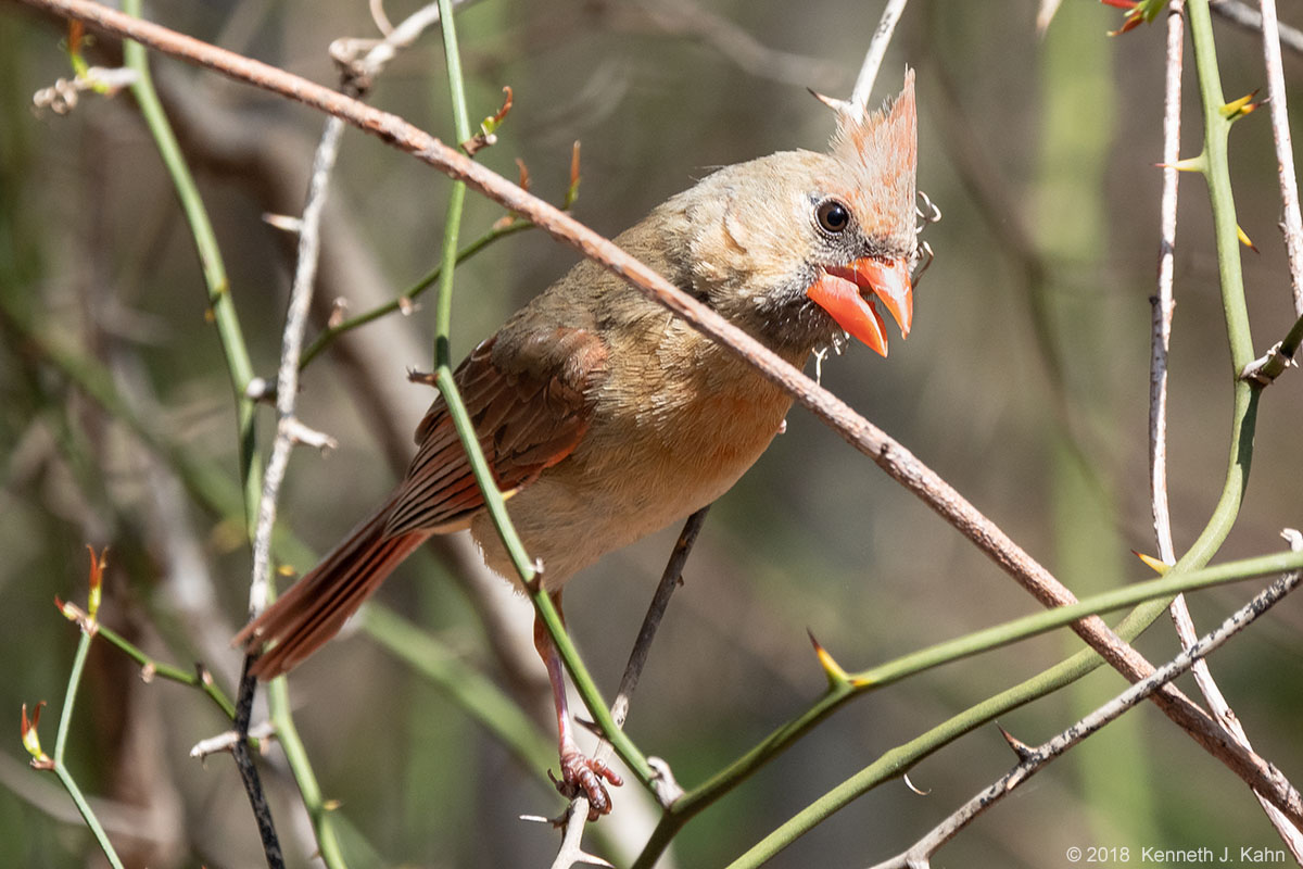 n_cardinal-3.jpg