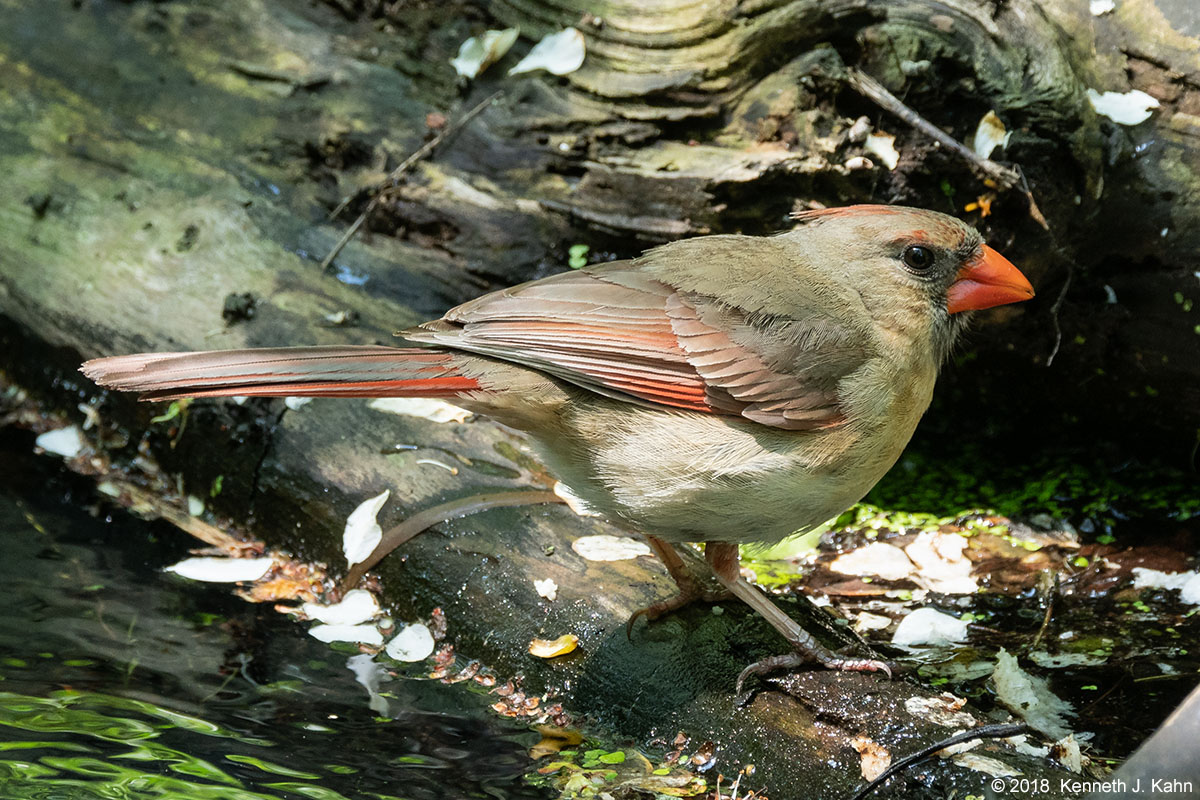 n_cardinal-4.jpg